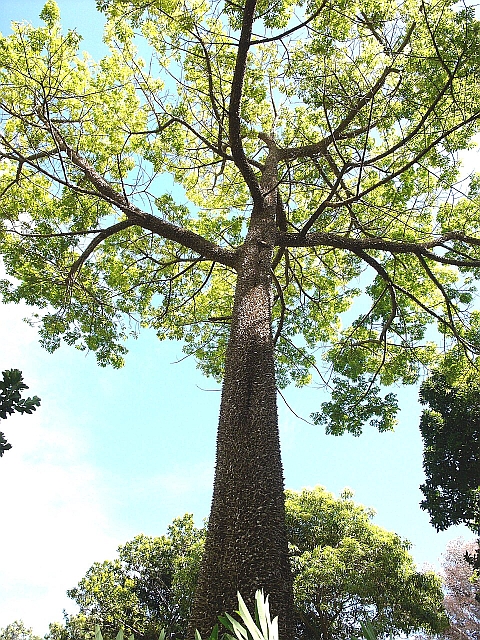 kapokboom