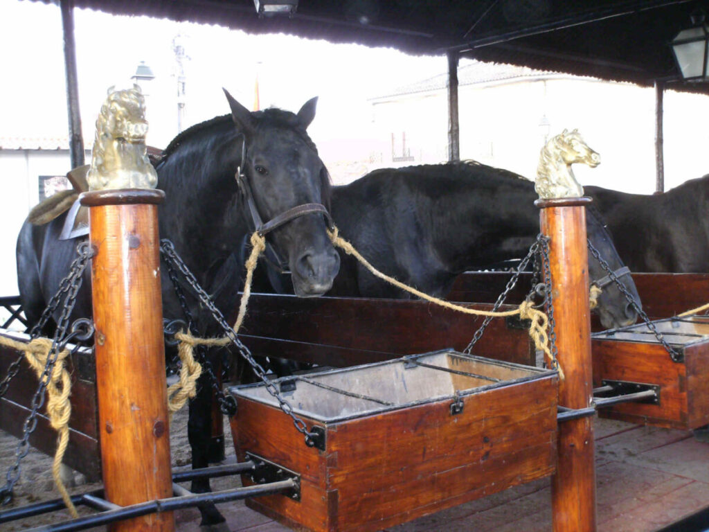 De mooiste paarden zijn er te bewonderen