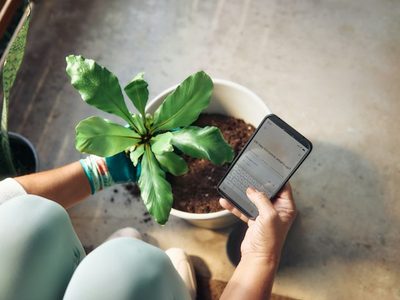 Persoon doet een plant in een pot en checkt tegelijkertijd de mobiele telefoon