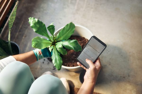 Persoon doet een plant in een pot en checkt tegelijkertijd de mobiele telefoon